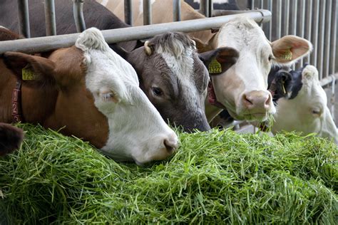 are best quality forages high in protein